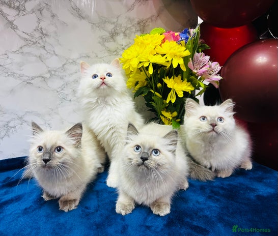 Ragdoll cats - Advert 14
