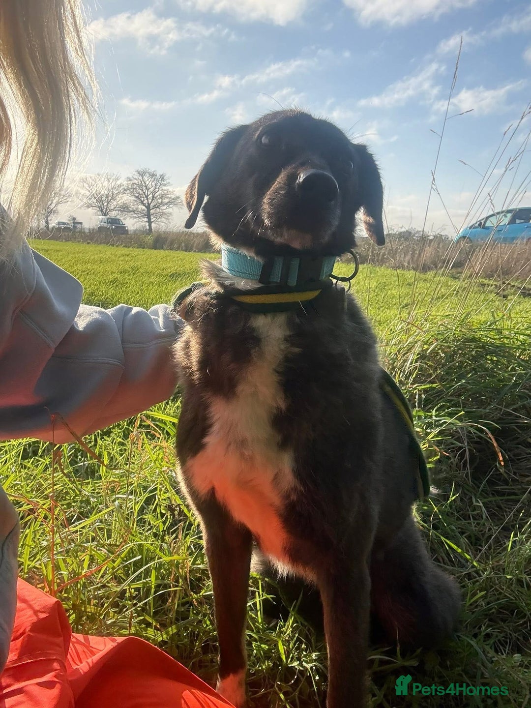 Mixed Breed dogs for adoption: Felice - Norwich Norfolk  - Advert 13