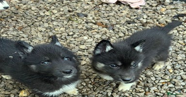 Siberian Husky dogs - Advert 15