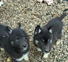 Siberian Husky dogs - Advert 15