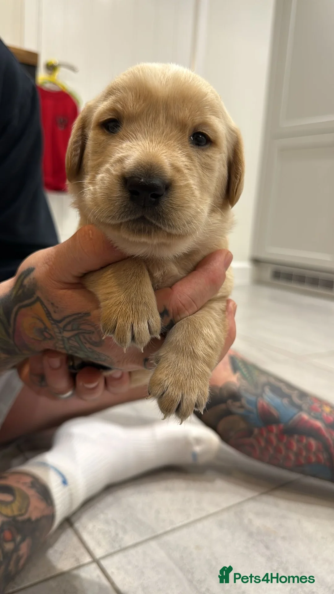 Goldador dogs for sale: Exceptional Goldadoor puppies! - Advert 11