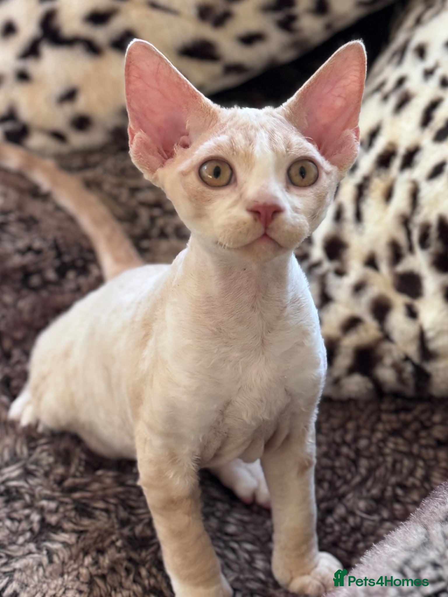 Devon Rex cats Fantastic pedigree Devon Rex kittens  - Advert 1