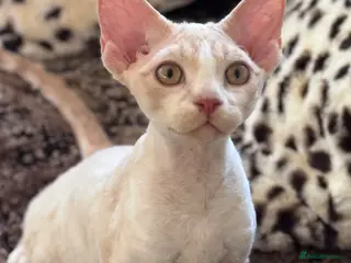 Devon Rex cats Fantastic pedigree Devon Rex kittens - Advert 1