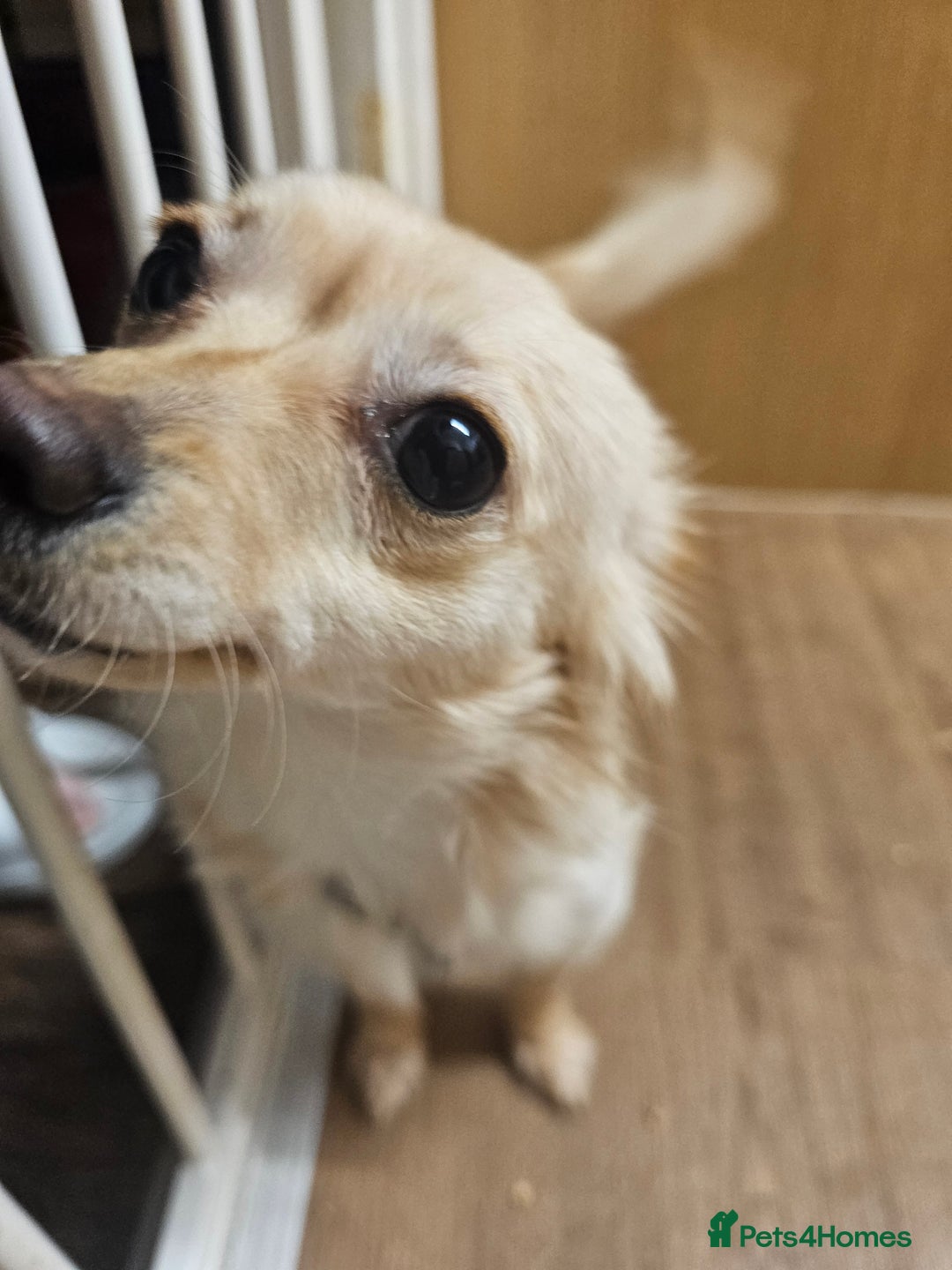 Mixed Breed dogs for sale: Miniature daschund cross chihuahua for sale - Advert 1