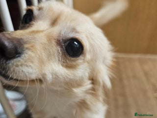 Mixed Breed dogs Miniature daschund cross chihuahua for sale - Advert 1