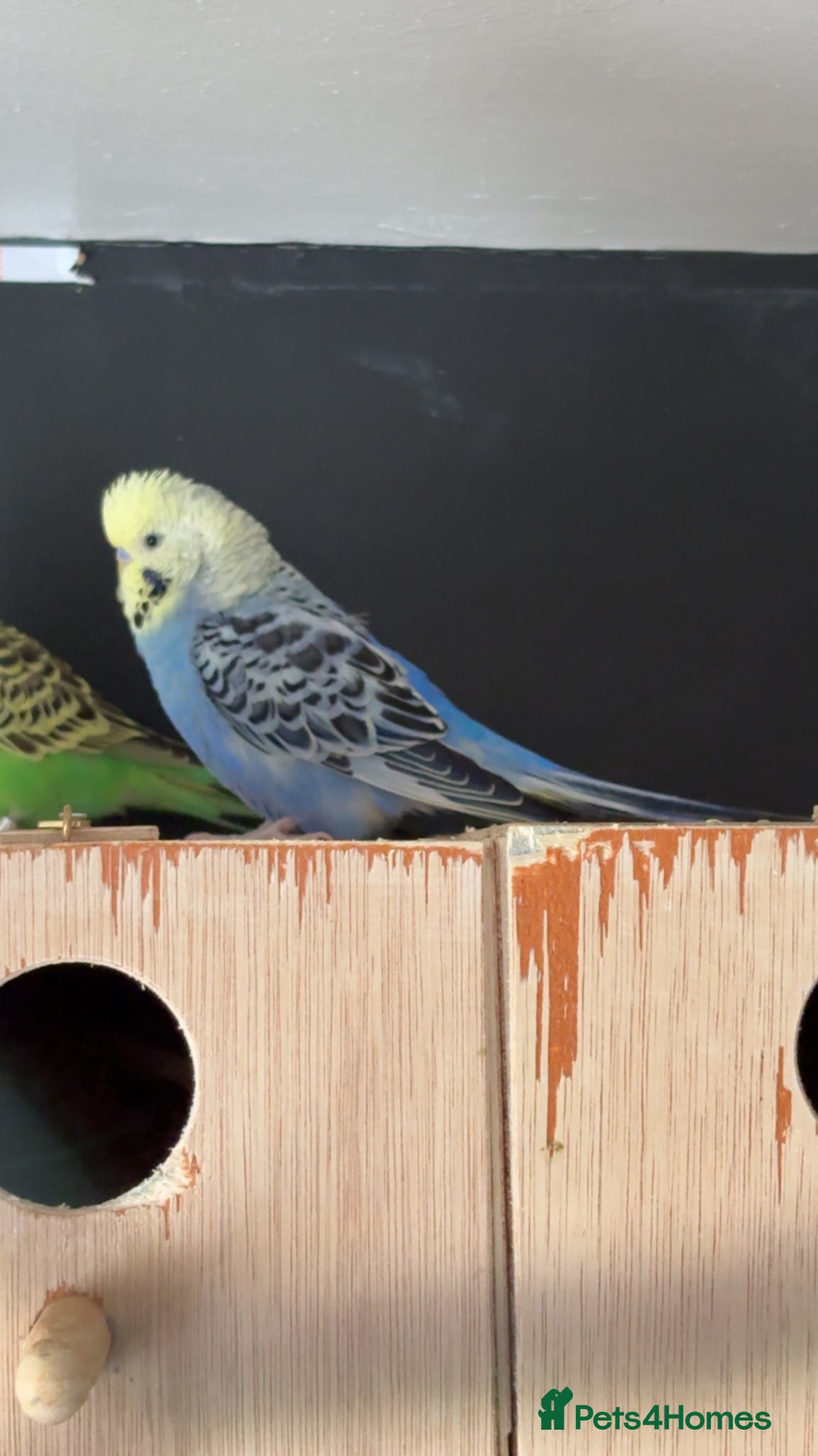 Budgerigars birds Budgie for sale between 6-10 months old  - Advert 12