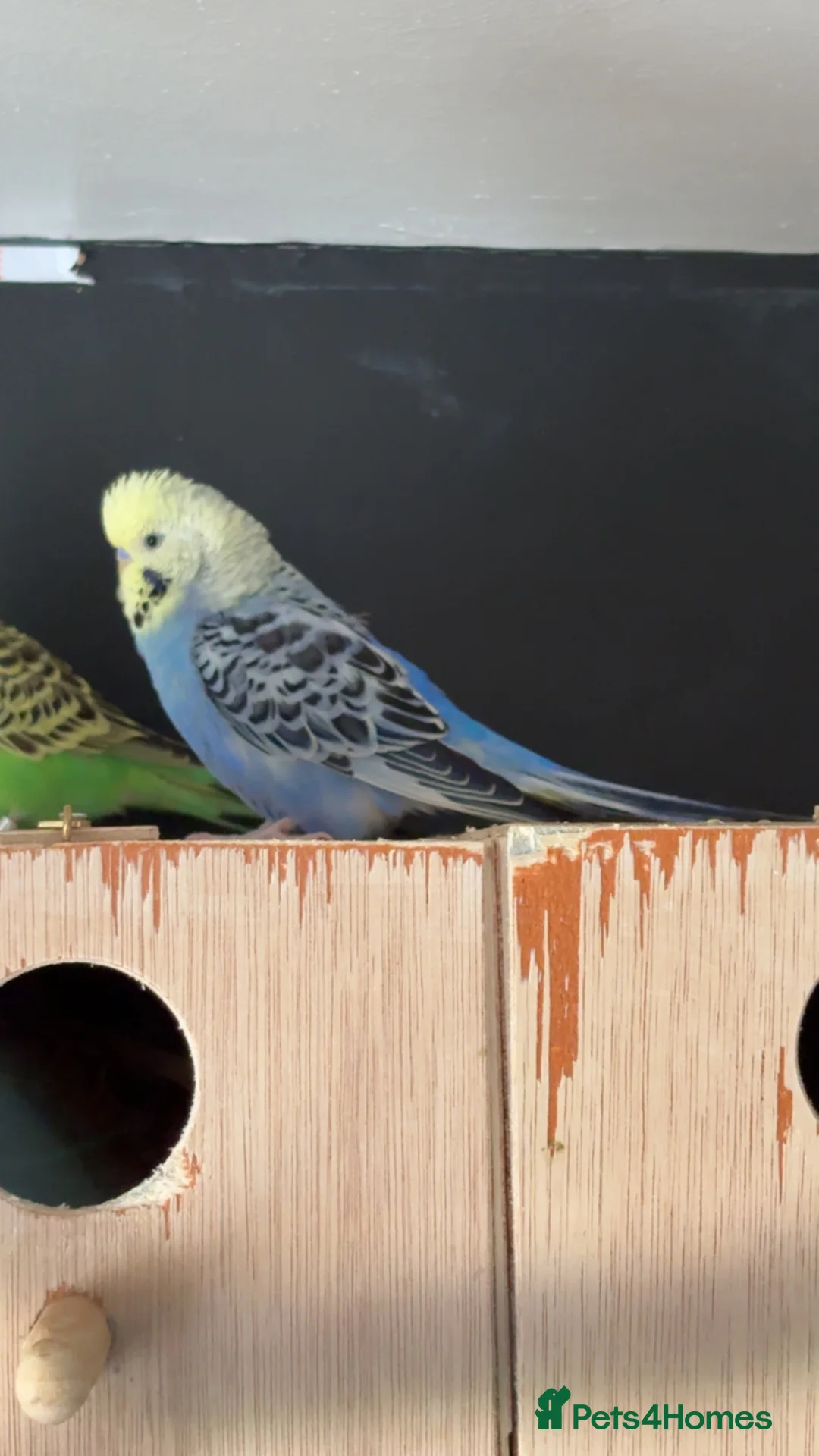 Budgerigars birds for sale: Budgie for sale between 6-10 months old  - Advert 2