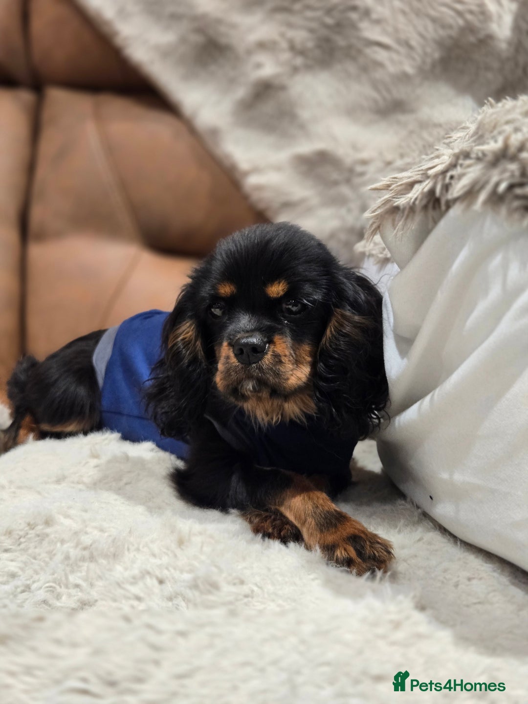 Cavalier King Charles Spaniel dogs for sale: KC Reg Female Cavalier  - Advert 11