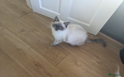 Ragdoll cats for sale: Beautiful ragdoll 9 months kitten - Image 2
