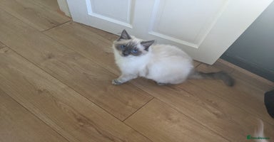 Ragdoll cats - Advert 1