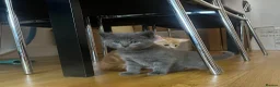 Mixed Breed cats for sale: 4Maine Coon Cross Male Kittens Need Loving Homes . - Advert 12