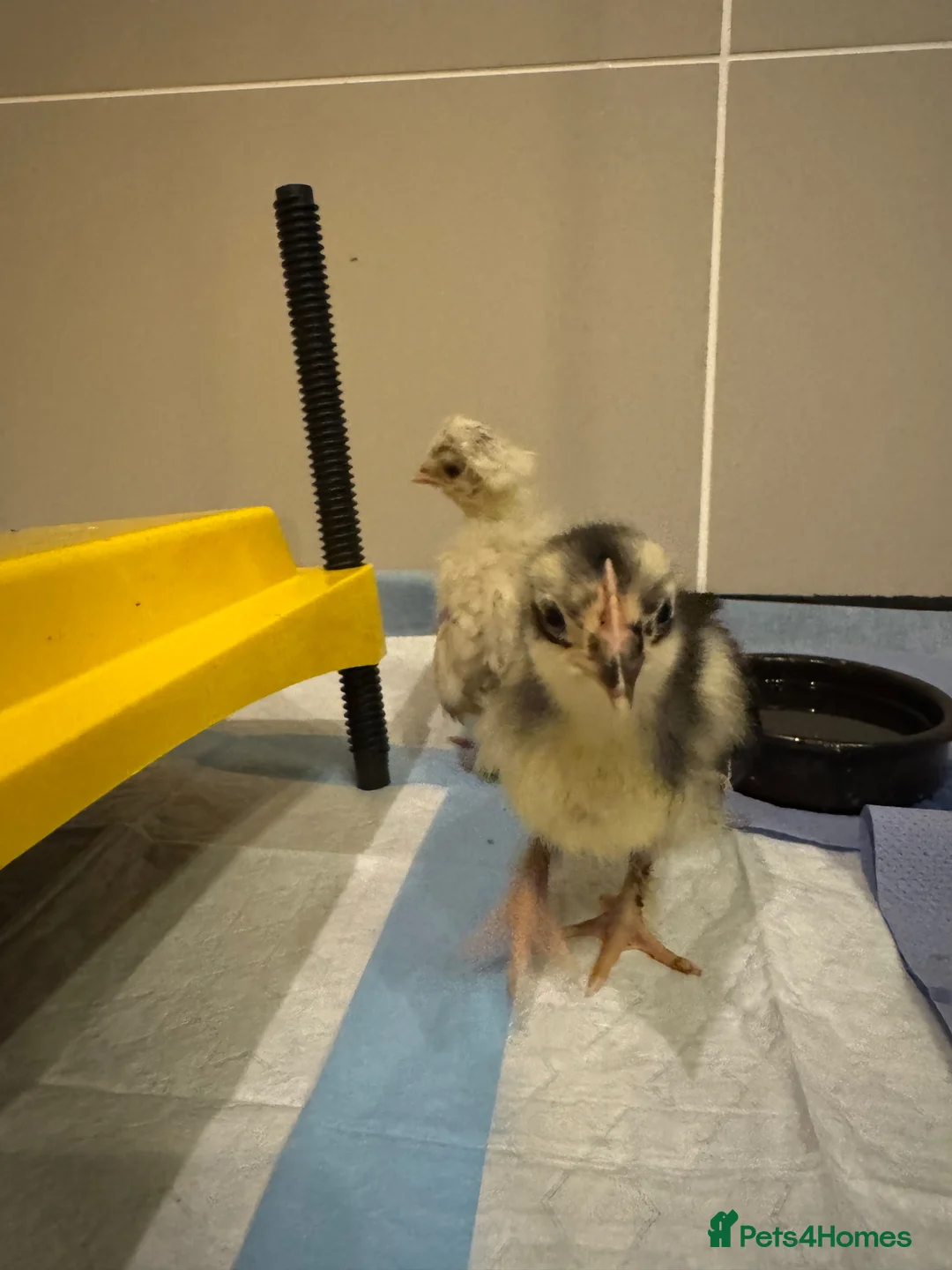 Chickens poultry for sale: Pekin polish barnyard mix chicks - Advert 2
