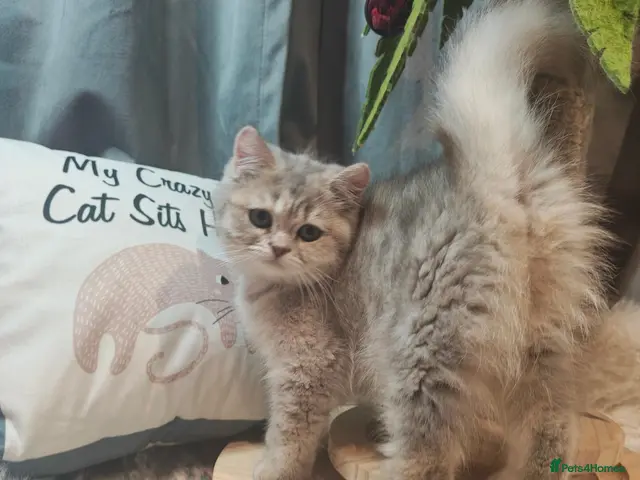 British Shorthair cats Tica registered blue golden - Advert 14