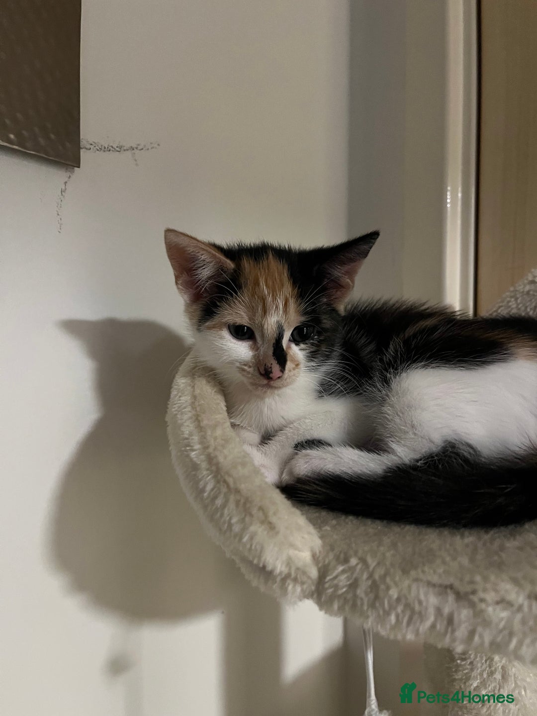 Mixed Breed cats for sale: 4 beautiful kittens looking for new homes  - Advert 7