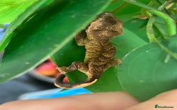 Gecko reptiles for sale: Crested Gecko multi coloured 1 month old - Image 4