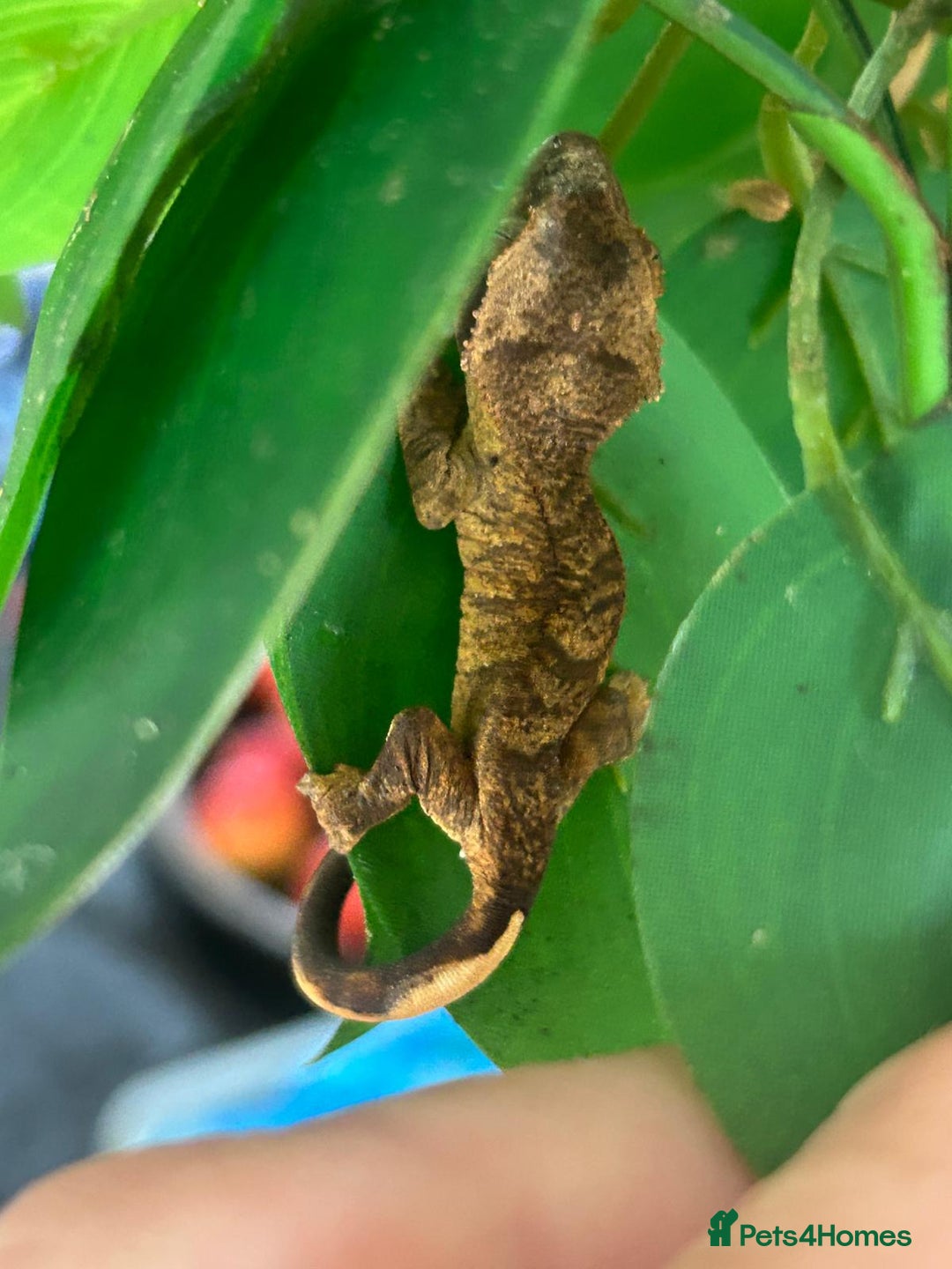 Gecko reptiles for sale: Crested Gecko multi coloured 1 month old - Image 4