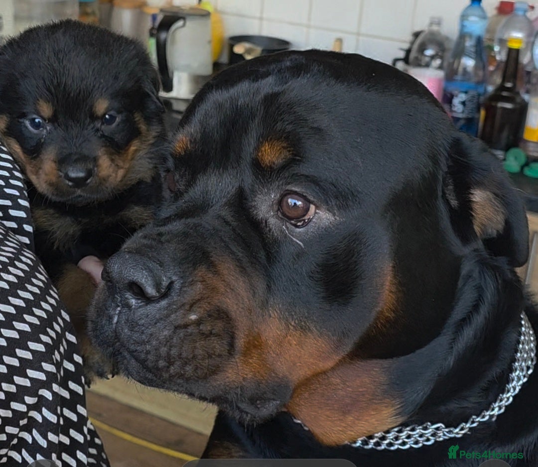 Rottweiler dogs Rottweiler puppies  - Advert 8