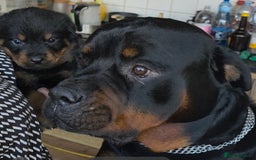 Rottweiler dogs for sale: Rottweiler puppies  - Image 1