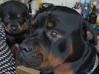 Rottweiler dogs for sale: Rottweiler puppies - Advert 1