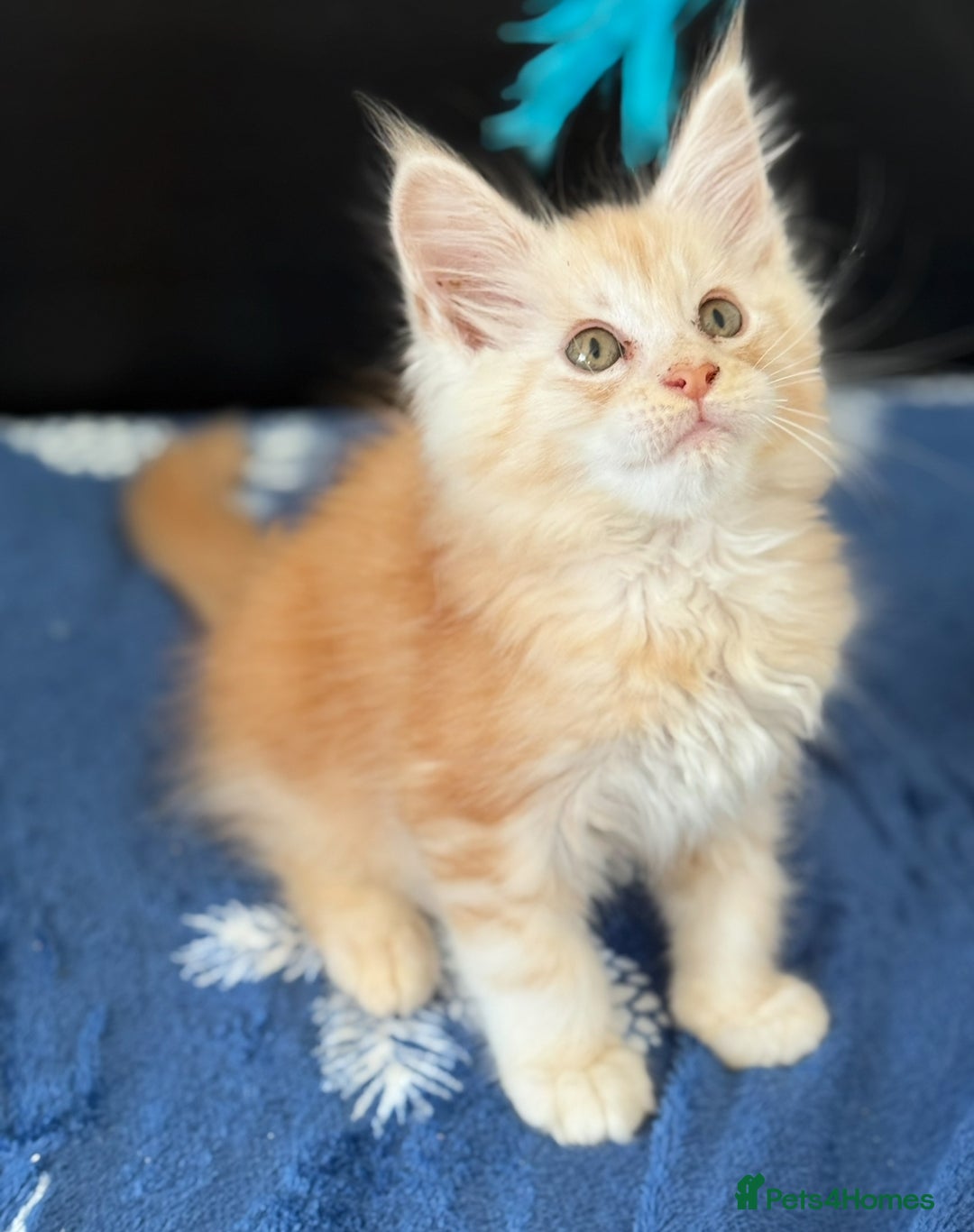 Maine Coon cats for sale: Pedigree MainCoon Kittens  - Image 7