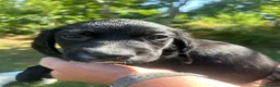 Cockerdor dogs for sale: Cockerdor puppies  - Advert 8