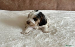Cocker Spaniel dogs for sale: Extensively Health Tested KC Reg Puppies  - Image 13