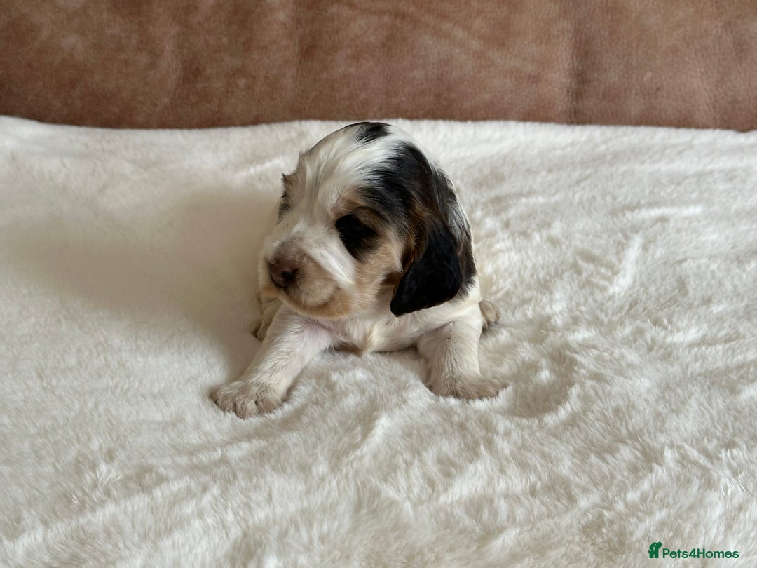 Cocker Spaniel dogs for sale: Extensively Health Tested KC Reg Puppies  - Image 13