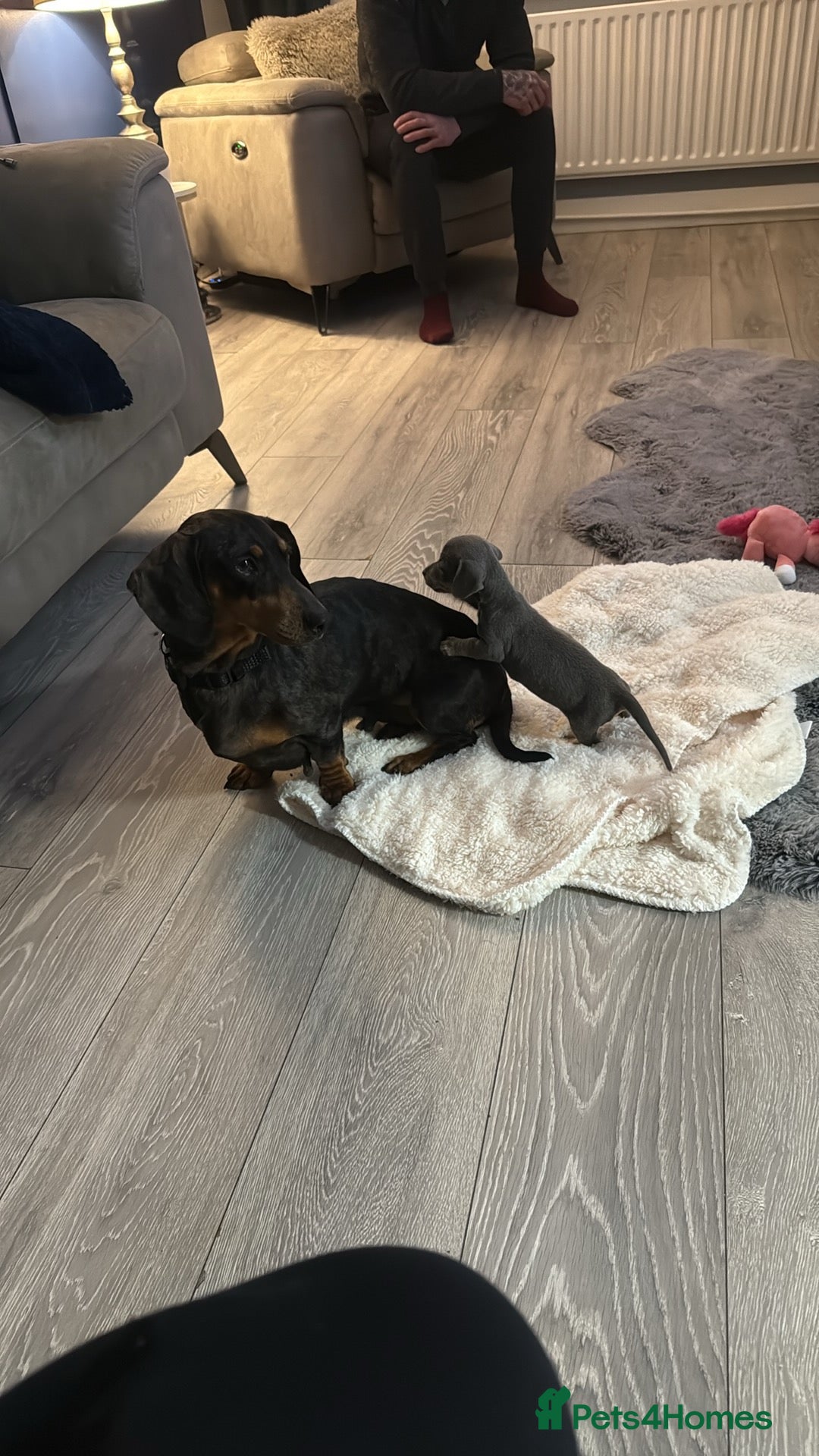 Miniature Dachshund dogs for sale: Miniature dachshund girl  - Image 7