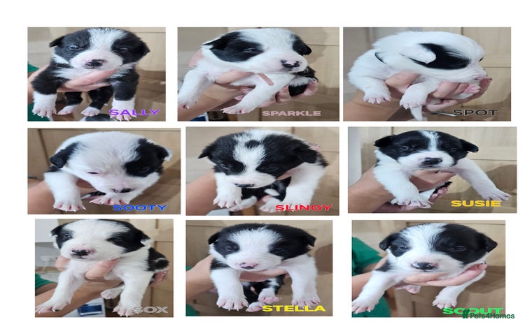 Border Collie dogs - Advert 4