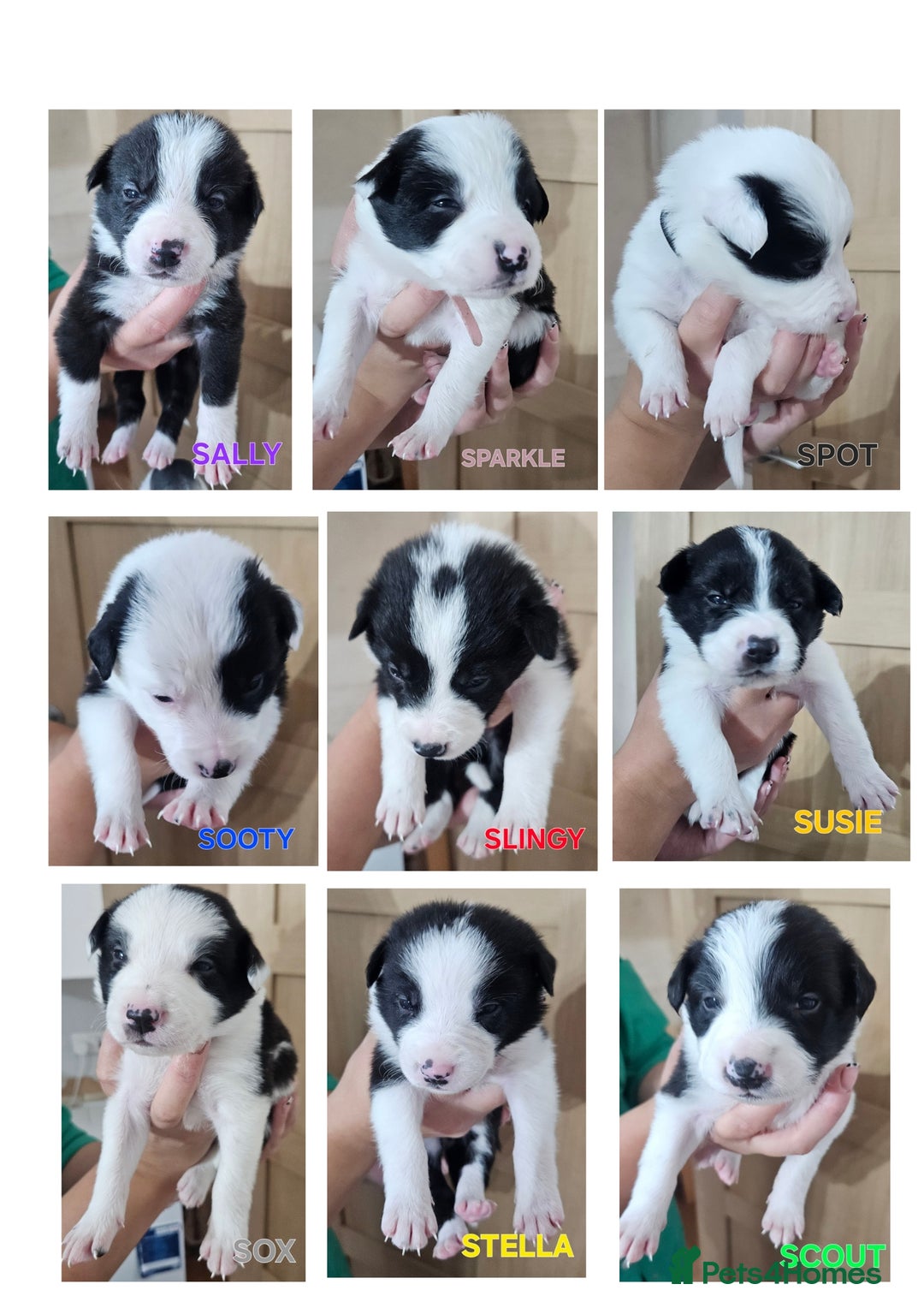 Border Collie dogs for sale: Border collie puppies for sale  - Image 1