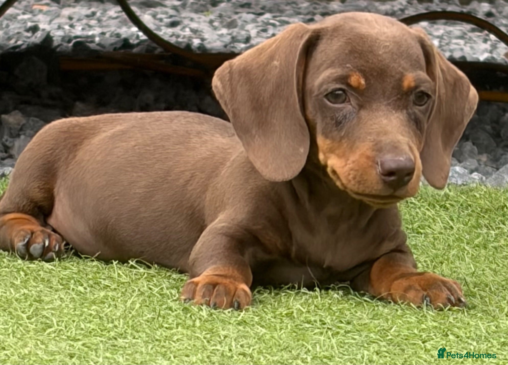 Dachshund dogs Dachshund puppies - Advert 1
