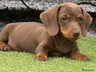 Dachshund dogs Dachshund puppies - Advert 1