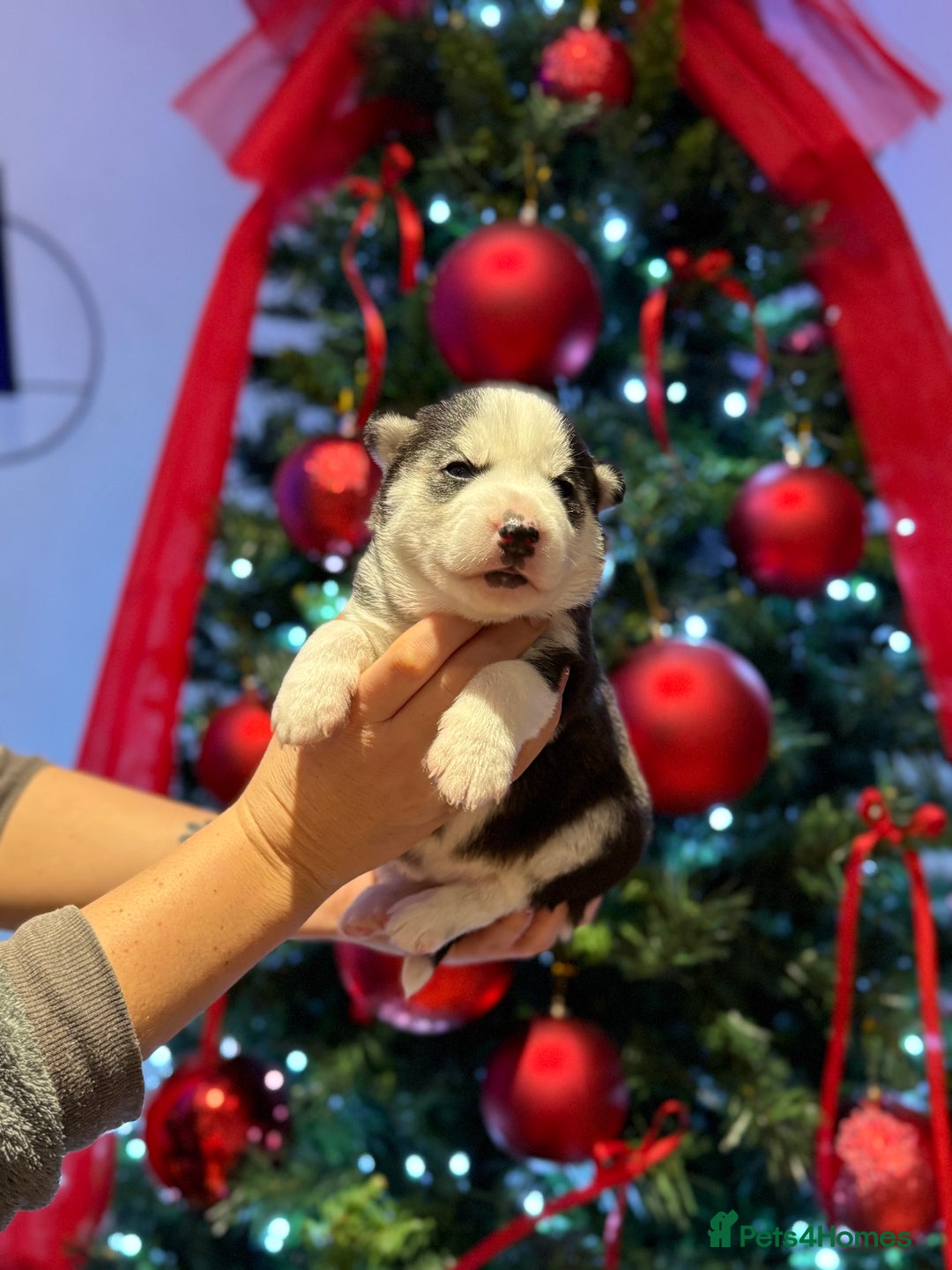 Siberian Husky dogs for sale: Beautiful Siberian Husky Puppies Ready to Reserve - Advert 21