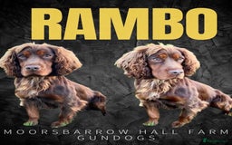 Cocker Spaniel dogs for sale: Champion bred KC health tested cockers  - Image 21