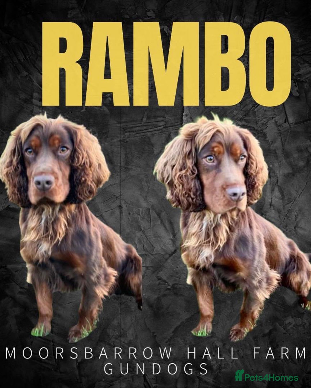 Cocker Spaniel dogs for sale: Champion bred KC health tested cockers  - Image 21