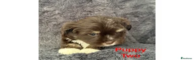 Dot Dot. Puppy 2. Born June 11th 2026 not May