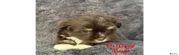 Mixed Breed dogs for sale: Lhasa Apso x Chihuahua x babies - Advert 8