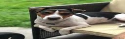 Jack Russell dogs for sale: Puppy  - Advert 5