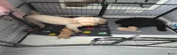 Cockapoo dogs for sale: Gorgeous Cockapoo babies in Motherwell - Advert 1