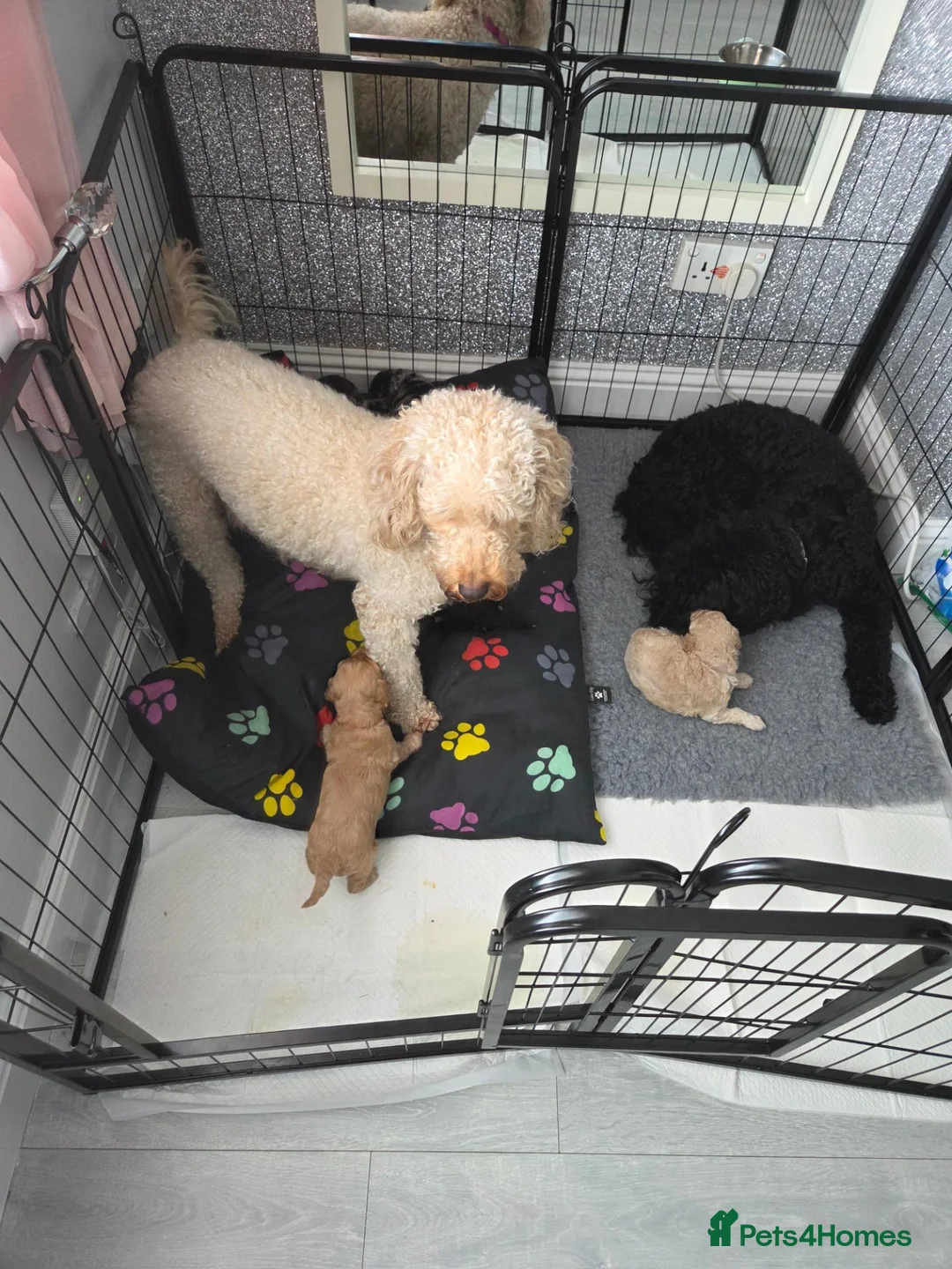 Cockapoo dogs for sale: Gorgeous Cockapoo babies in Motherwell - Advert 1