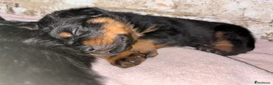 Rottweiler Puppy 9
