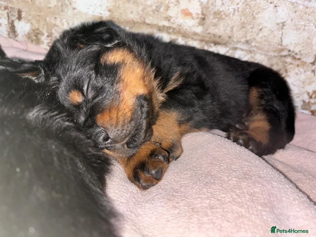 Rottweiler dogs for sale: *** Pedigree Rottweiler puppies ready in 2 wks*** - Advert 28