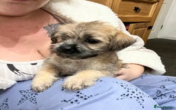 Mixed Breed dogs for sale: Puppies need loving homes - Image 3