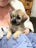 Mixed Breed dogs - Advert 8