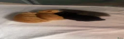 Mixed Breed cats for sale: 4 playful kittens ready for their new home - Advert 19