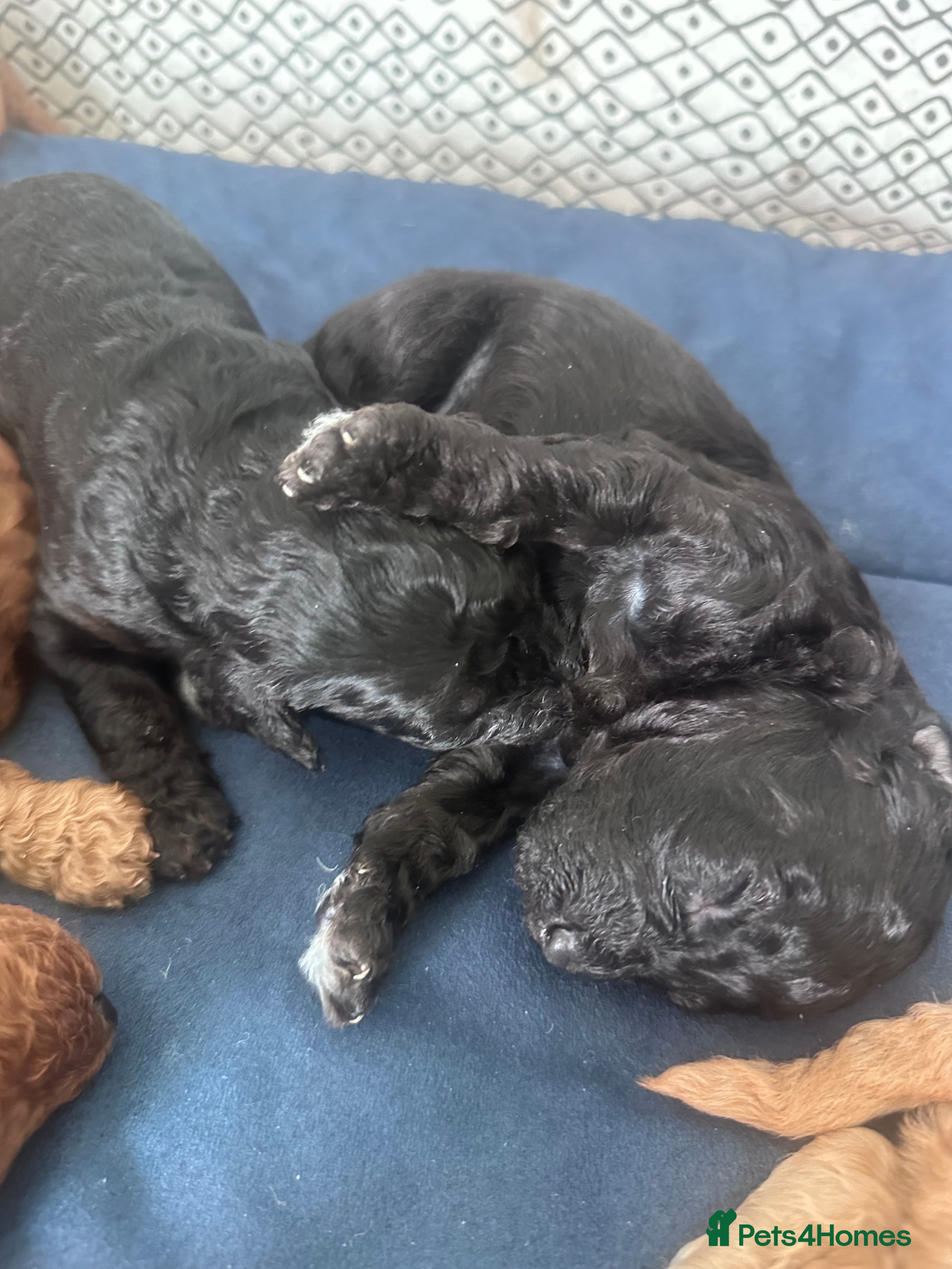 Cavapoo dogs F1B Cavapoo pups looking for their forever home - Advert 2