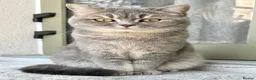 British Shorthair cats for sale: Stunning Blue Golden British Shorthair Girl! - Advert 2