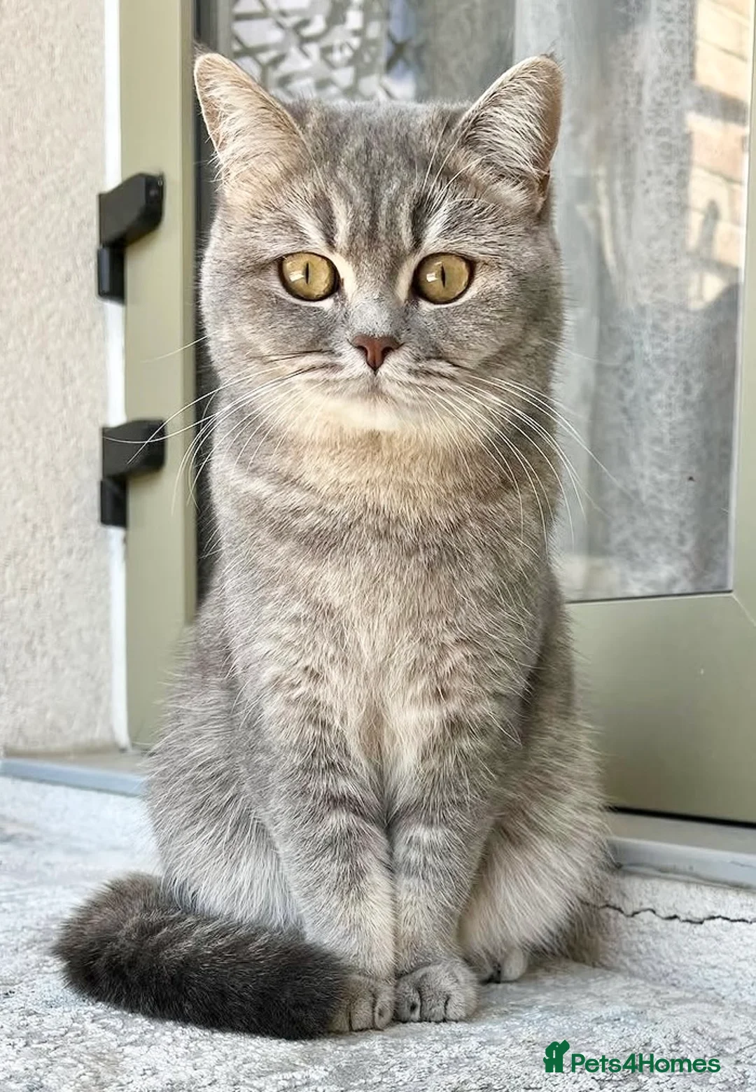 British Shorthair cats for sale: Stunning Blue Golden British Shorthair Girl! - Advert 2