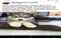 Siberian Husky dogs for sale: Beautiful husky  - Image 8