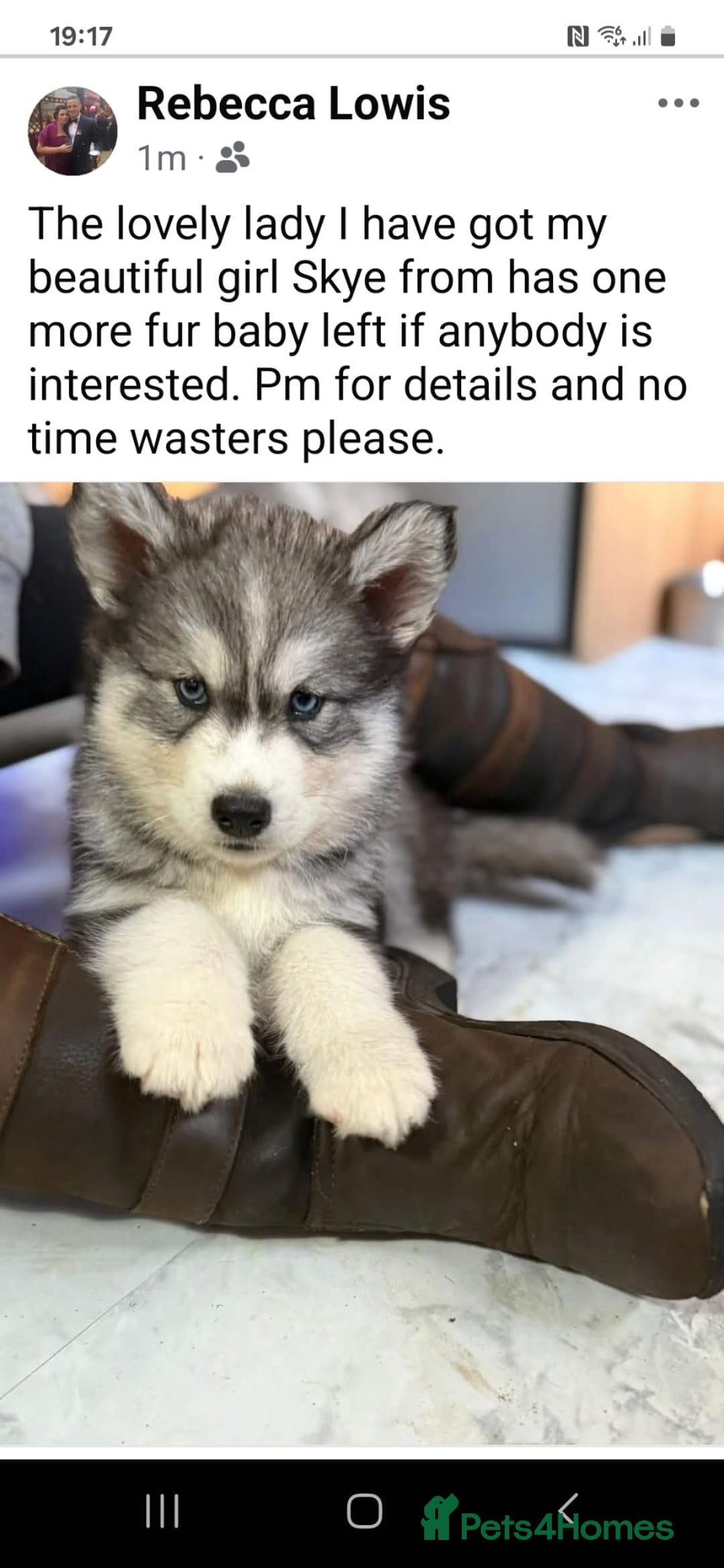 Siberian Husky dogs for sale: Beautiful husky  - Image 8